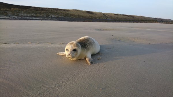 Urlaub in Wangerooge-Impressionen